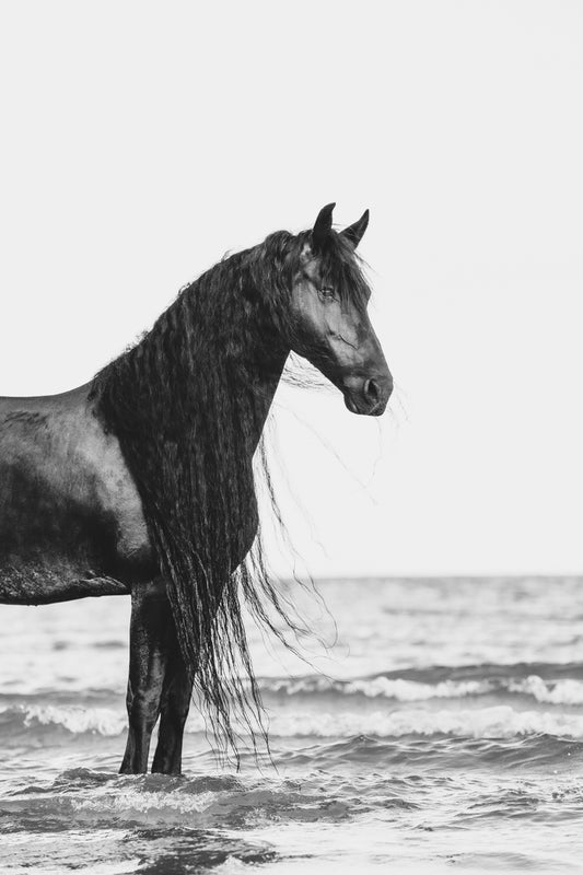 Zarina - Limited Editions