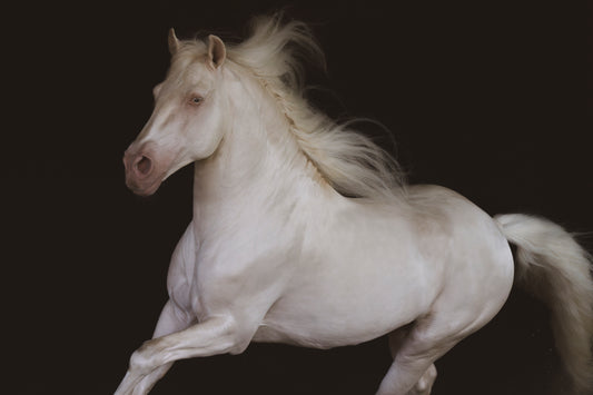 El Fantasma - Limited Editions