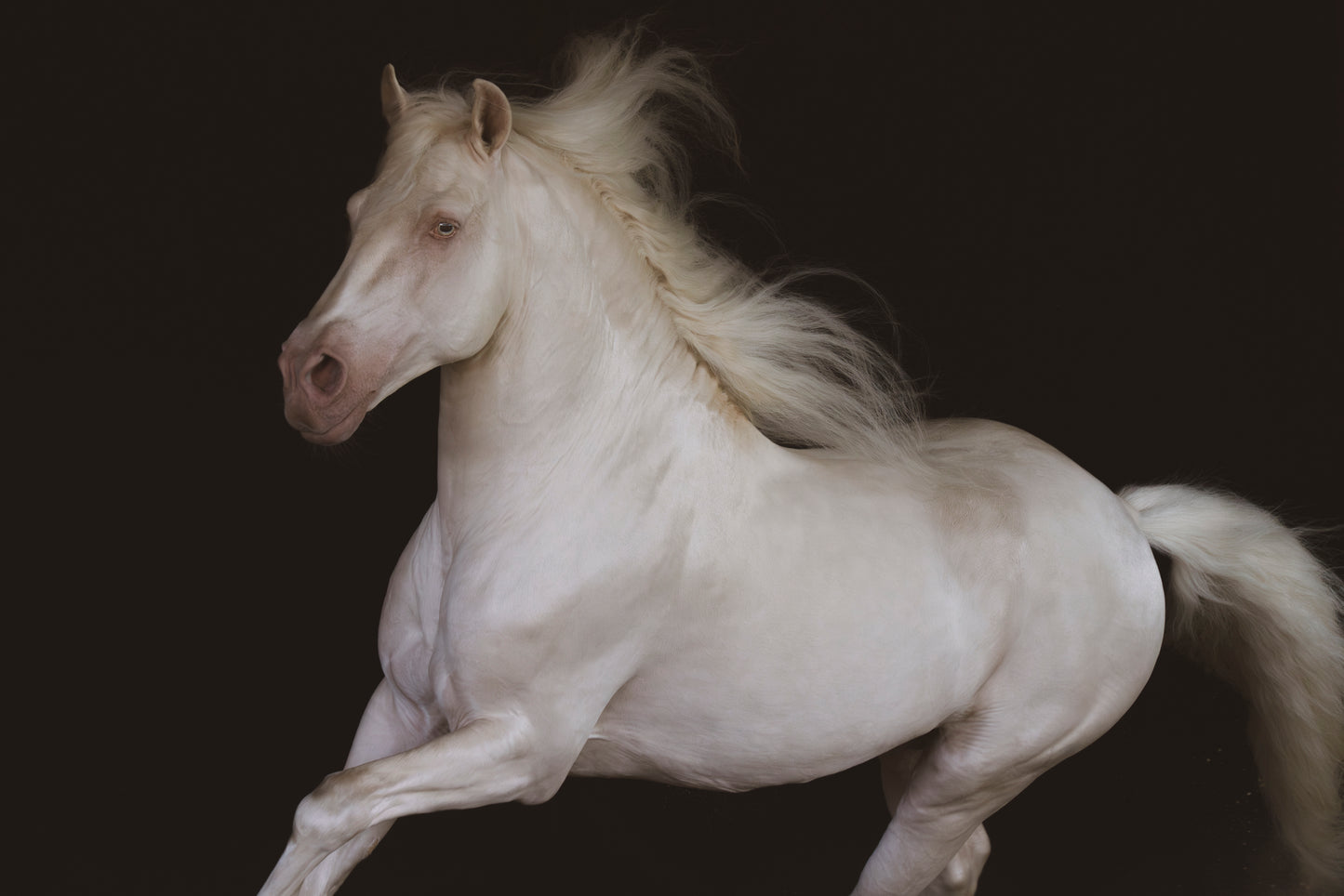 El Fantasma - Limited Edition