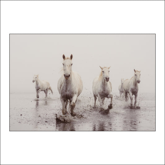 Ocean Gaze - Shoreline Charge