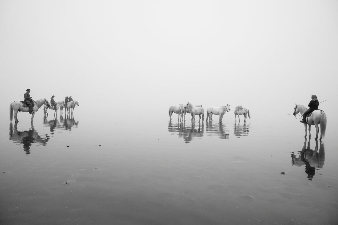A trip of a lifetime with the White Horses of the Camargue