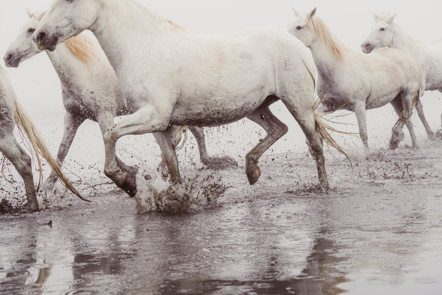 Salt & Thunder - Limited Editions