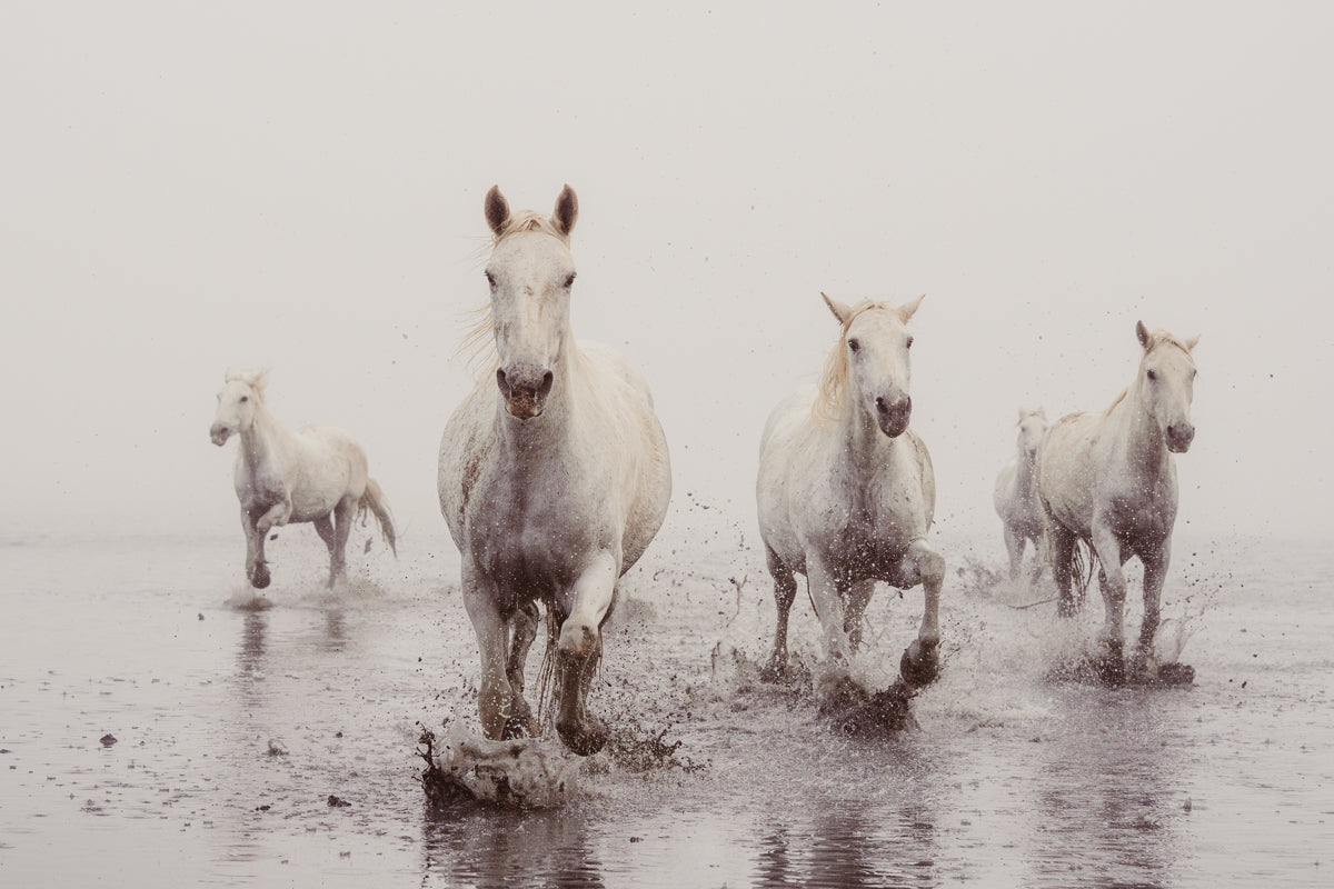 Ocean Gaze - Shoreline Charge