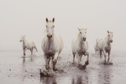 Ocean Gaze - Shoreline Charge