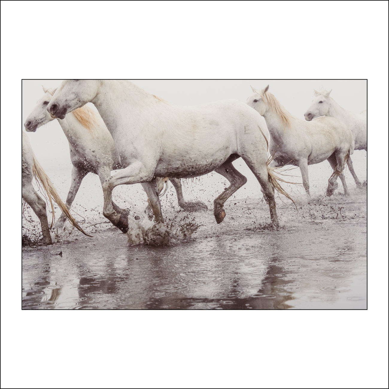 Salt & Thunder - Limited Edition