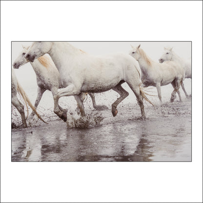 Salt & Thunder - Limited Edition