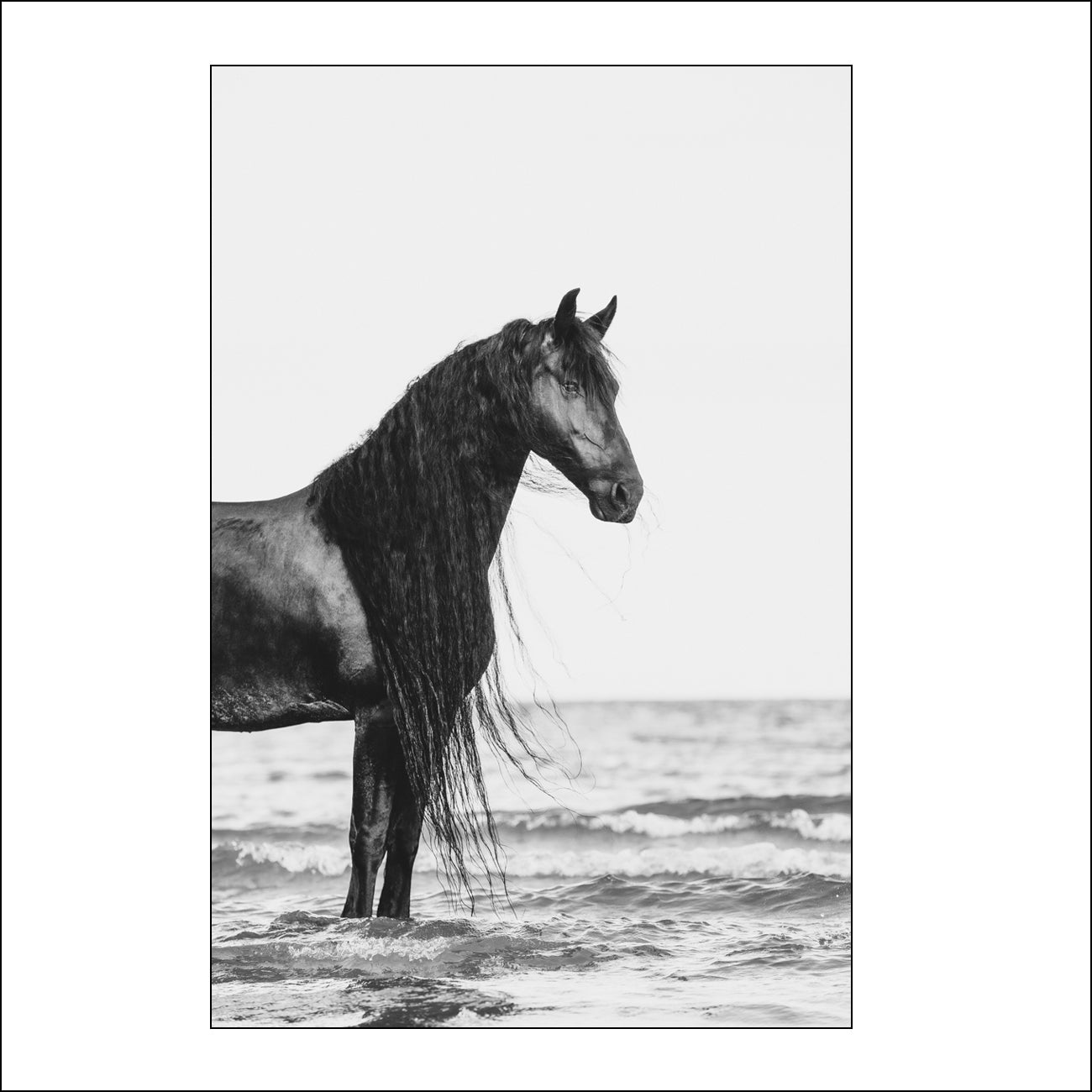 Zarina - Limited Edition