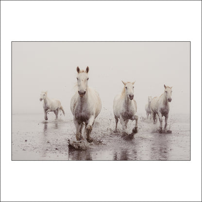 Ocean Gaze - Shoreline Charge